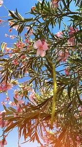 An incredibly beautiful pink flowering magnolia tree. Magnolia flowers on the petals of which water is reflected in the spring season. High quality 4k footage Stock Video