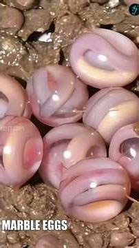 Eggs of some strange creatures 😱😳