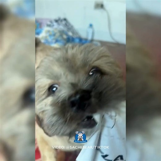 8.7K views · 120 reactions | DELIVERY DOG YARN?  WATCH: Sachi, a...