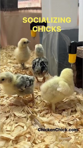 Babies! This is how I socialize baby chicks. Since prey animals are naturally fearful of sudden movements and new things, I move slowly and offer them starter feed from my hand. I purposely don’t pursue them or pick them up because that’s how predators behave. I let them approach me and speak in normal tones. This gets them familiar with me and teaches them I’m not a threat. My chickens are much more friendly and less skittish when trained this way. Details about my brooder setup here: http://bi