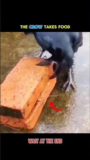Crow This is what is called the smartest bird