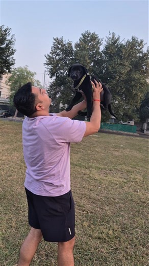 Mera pyara shady😘😘 #labrador #labradorlovers #labradorretriever #love #labralove