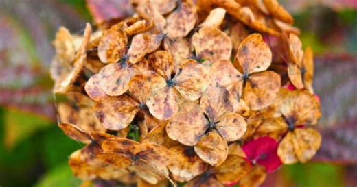 Houseplants: RHS advises on watering techniques