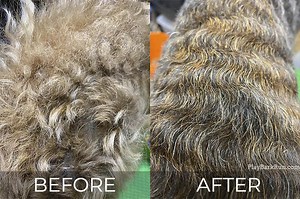 The Hand Stripping Masterclass - Primpaws Grooming Academy