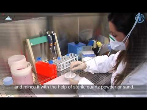 Preparation of the samples for RNA extraction