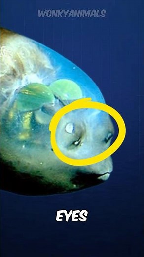 You Can See This Fish's BRAIN Through Its Head! 🧠 #deepsea #fish #ocean