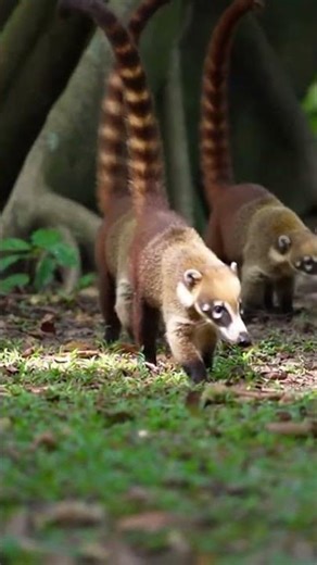 Incredible Coati Adventures Unfold in the Wild Jungle 🌿
