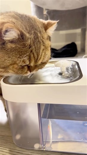 Tara l Yoga, Wellness & UGC on Instagram: "🐱💧 Upgrade your cat’s hydration with smart technology! The 2025 HAPAW Smart Cat Water Fountain provides fresh, clean water with a modern and hygienic design. 👉🏻 LINK BIO! 💧 No Filter Needed: Clean & wastewater separation keeps water fresh. 📱 Smart App Control: Monitor water and get alerts anytime. 🔋 Dual Power: Plug-in or 5000mAh battery (up to 15 days). 🤫 Ultra-Quiet (20 dB): Perfect for sensitive pets. 🐈 Ideal for Cats & Small Pets: Safe, sta