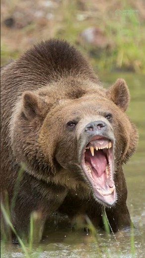 Five Unique Species of Bears from North America