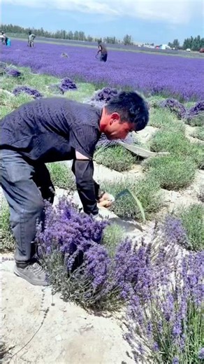 Harvesting Lavender: A Fragrant Plant with Beauty, Calm, and Sleep-Soothing Benefits