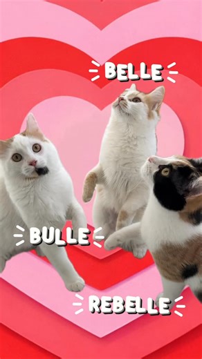 SPA Valais on Instagram: "Nous recherchons le foyer idéal pour Belle, Bulle et Rebelle. Ces trois sœurs, âgées de 8 mois, sont inséparables et s’entendent comme larrons en foire. C’est pourquoi nous avons fait le pari de leur trouver un foyer commun, afin de ne pas les séparer. Elles n’ont, pour l’instant, connu que la vie en appartement. Un foyer avec accès à l’extérieur serait idéal, mais elles pourraient également s’épanouir dans un vaste appartement, à condition qu’il leur offre suffisamment