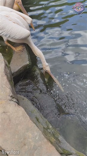 1.7M views · 2.8K reactions | Cunning pelican cheats while hunting | Bright Side | Facebook