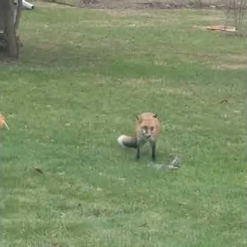 Fox eating a squirrel Phoenixville