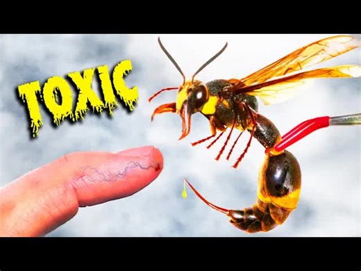 Mark volunteers to test a sting from a Japanese Potter Wasp and ranks it! | Brave Wilderness