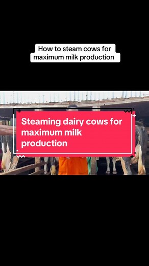 Steaming Dairy Cows for Maximum Milk Production
