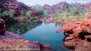 CSIRO scientist Dr Andy Sheppard speaks with Yahoo News about invasive species