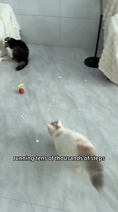 🎈Add unlimited energy and fun for your little one at home! The US selected cat ball, made of high quality materials, unique design and bright colors, becomes a fun and interactive playmate between you and your beloved meow. Every roll, every chase, let you share the fun time, deepen the emotional bond between each other! 🐾 | Proceedingt.ED04