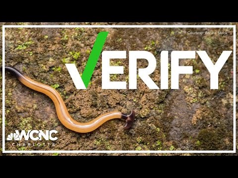 Yes, if you cut hammerhead worms in half, they will regenerate two worms