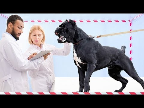 10 Dog Breeds that Are Created Specifically for Fighting