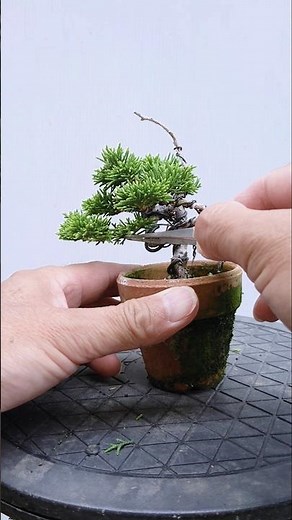 [Maintenance of Miniature Juniper Bonsai] / #Shorts / #Bonsai
