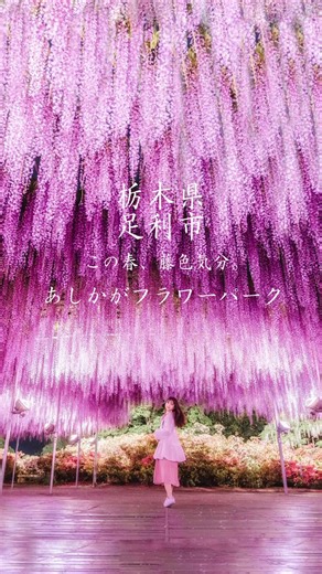 4/11（土）より『ふじのはな物語～大藤まつり2026～』を開催！JR両毛線「あしかがフラワーパーク駅」から徒歩3分とアクセスも便利！期間中は藤の花をはじめ沢山の花々が咲きそろい、百花繚乱の園内となります。この素晴らしい園内を一人でも多くのお客様にご覧いただけることを願っております。詳細は⤵https://t.co/UdpznmtyBuA scenic spot near Tokyo.It was the only one from Japan to be selected as one of CNN's "10 Dream Travel Destinations in the World".ｍore information⤵https://t.co/beHxGU7rWH일본에는 세계에서 가장 아름다운 등꽃이 있습니다. 도쿄 근교의 절경, 아시카가 플라워파크.CNN의 '세계의 꿈의 여행지 10곳'에 일본에서 유일하게 선정되어, 시즌 중에는4색 등꽃을 비롯해 백화요란한 공원이 됩니다.추가 정보⤵https://t.co/vQ0UZw4ple日本有世界最美麗的紫藤
