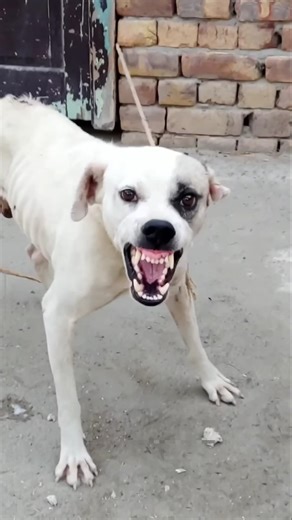 30 நாடுகளில் தடை செய்யப்பட்ட நாய் #shorts