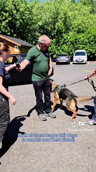 Rex's Journey to His Forever Home: A Heartwarming Adoption Story