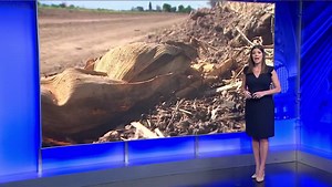 Millions of people are under heat related weather warnings out west. This heat wave coincides with a devastating drought impacting 50% of the country. Here I look at how these extreme weather disasters will continue to become more common with our changing climate. | Amelia Draper