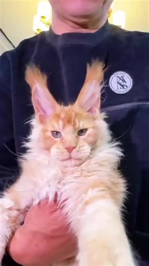 This 6 months old red tabby Maine Coon brings calm, and joy to everyone! 😊 🐾 #mainecoon #mainecoonlovers #mainecooncat #mainecoonkitten
