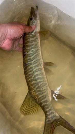 211K views · 1.6K reactions | Yes, this is a Tiger Musky. Yes, it is...