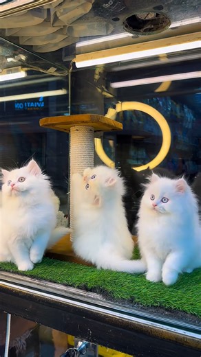 Pets point on Instagram: "Pure Snow White Persian Kittens Available – Petspoint 🐾 We’re delighted to share that three pure snow white Persian kittens are currently available for loving and responsible forever homes. All kittens are siblings and have been raised together with exceptional care, balanced nutrition, and proper attention—resulting in excellent health, strong structure, and beautiful breed quality. ✨ Kitten Details • Total Kittens: 3 • Age: 55 days • Gender: 1 Male | 2 Females • Heal