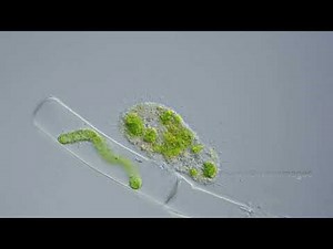 Vampire Amoeba, Time-lapse Microgrpahy
