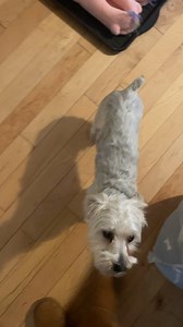 HELP! My dog got neutered on Thursday and started having a horrible wheeze/cough this morning. Videos attached.