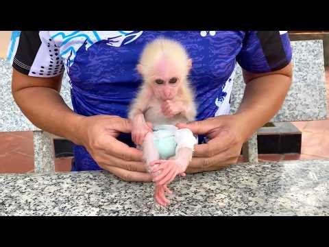 This Made Me Cry! Dad Rushes take care baby monkey’s Hurt Leg
