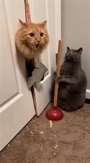 Horror movie about cats #cats #horror