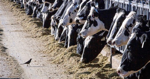CDC says third person infected with bird flu — with a new symptom