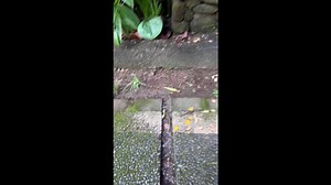 Ravenous monkey steals tourist's lunch in park in Bali