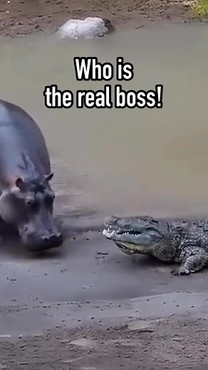 hippo says: im too big to fit in your mouth😂 #fblifestyle | Albert's Guppy Adventure