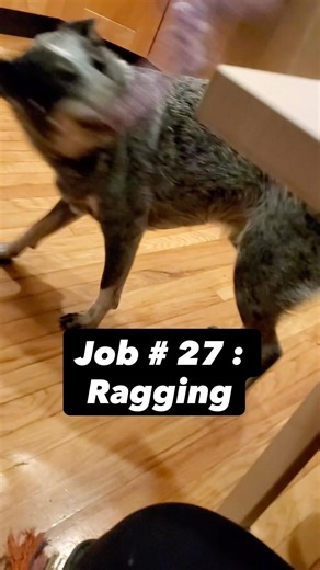Job # 27 : Ragging #shake #australiancattledog #blueheeler