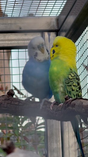 Many people are surprised by how smoothly single or indoor birds adapt when moved into an aviary flock. Will a single bird integrate into a flock? Will an inside bird cope in an aviary? These are two of the most frequent questions we get, especially from concerned surrendering families. Here’s what we see all the time at Little Beaks: • Birds are naturally social. Even shy or previously solo birds usually enjoy having others nearby once they feel safe. • Integration isn’t about instant bonding; 