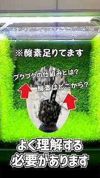 [Aquarium] The mechanism of oxygen bubbling (aeration) that 99.99% of beginners misunderstand