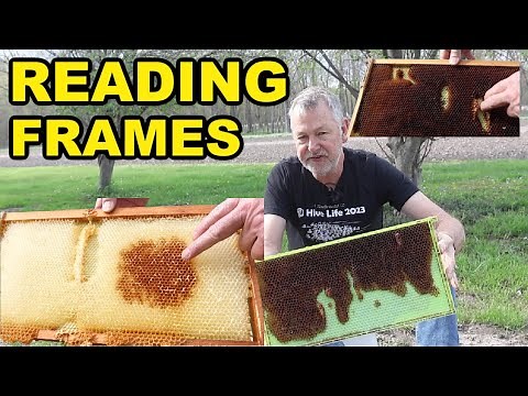 Beekeeping | How To Read Frames & Can You REUSE Old Frames?