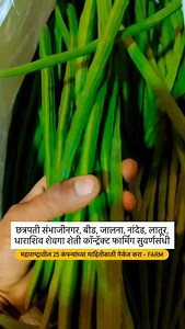 महाराष्ट्रातील 25 कंपन्यांच्या माहितीसाठी मेसेज करा - farm . . @agro_marathi . . #मराठी #agri #business #teanding #viral #farmer #maharashtra #mirchi #farm | agro marathi