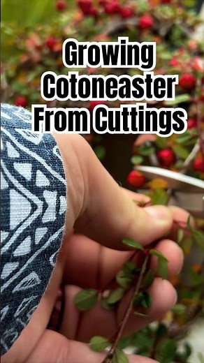 Growing Cotoneaster Bonsai From Cuttings