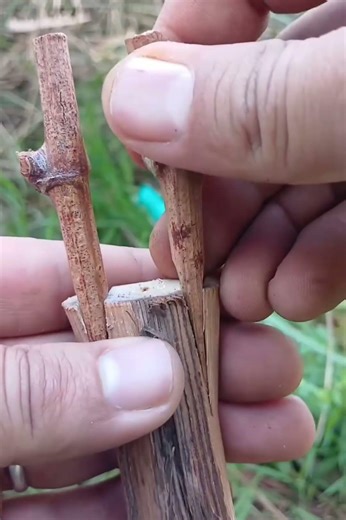Secrets to Growing Better Grapes: Grape Grafting