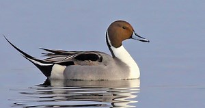 Northern Pintail Photos and Videos for, All About Birds, Cornell Lab of Ornithology