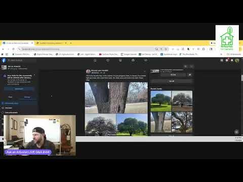 Ask an Arborist LIVE Q&A #44 - Your Tree Questions ANSWERED!