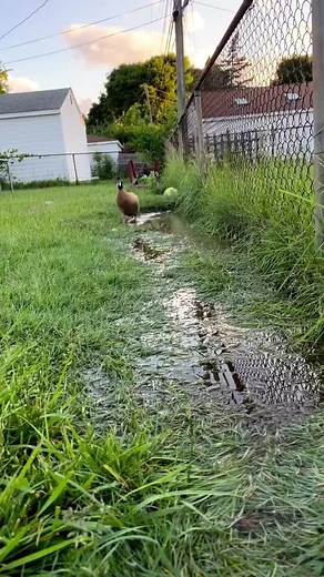 582K views · 3.9K reactions | Splishy splashy 閭 #WeeklyFluff https://www.instagram.com/reel/Cg4juOWDxlE/ | Instagram | Facebook