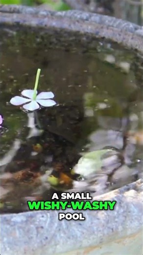 Garden Water: The Secret to a Thriving Oasis! Watch Now!