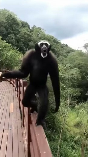 Vidéo Courte et Drôle :) | #28